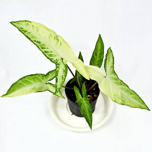 Syngonium angustatum variegated