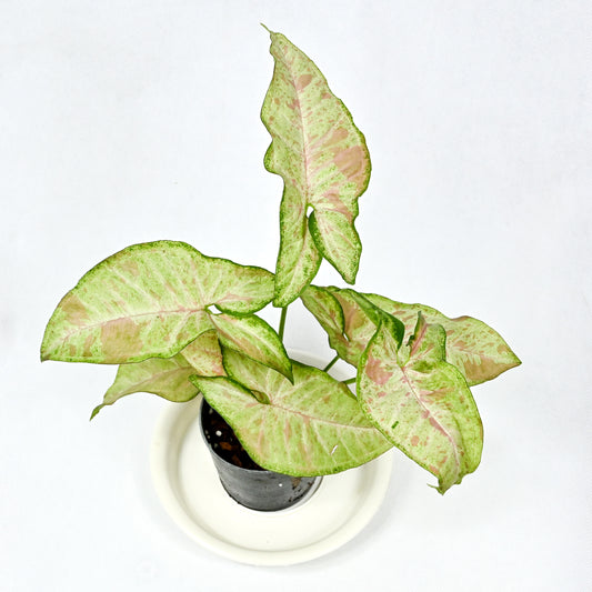 Syngonium confetti