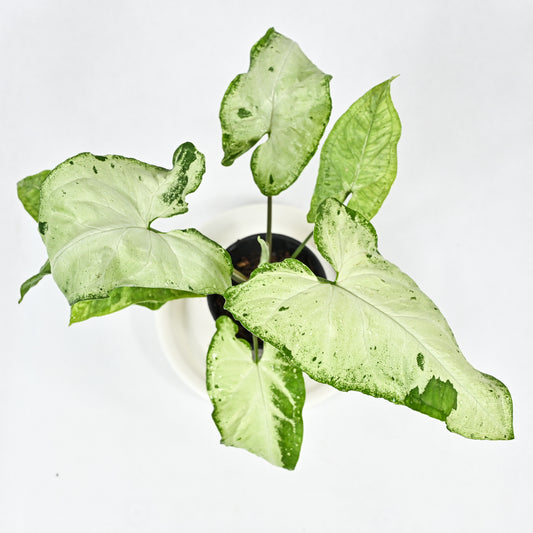 Syngonium green freckles