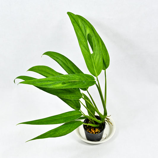 Monstera xanthospatha