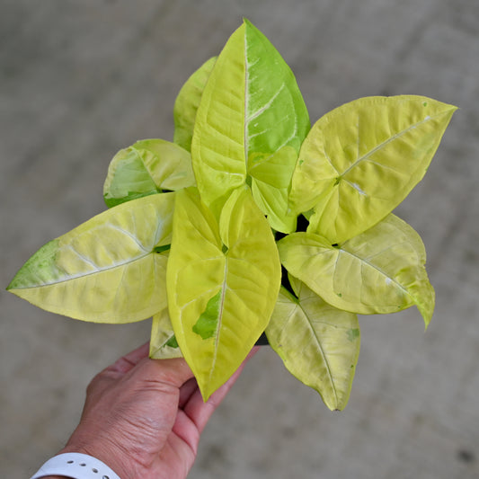 Syngonium lemon lime