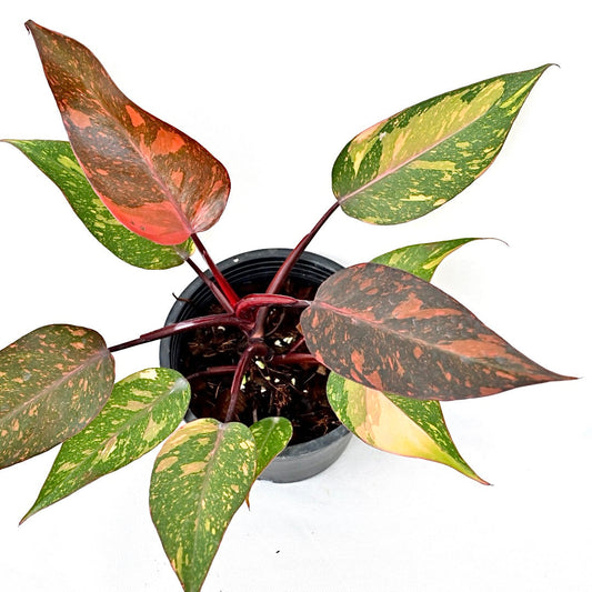 Philodendron orange princess (galaxy)(S) (3-4 leaves)