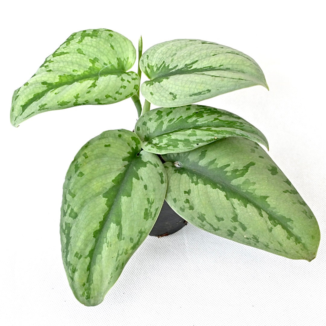 Scindapsus sp. (giant leave)