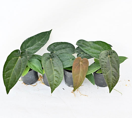 Anthurium hybrid (A.dresseri jay Van x A.papi Ree garden)