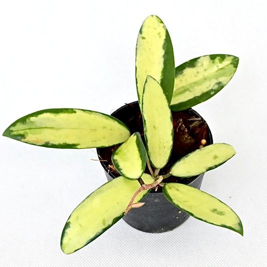 Hoya Acuta yellow variegated