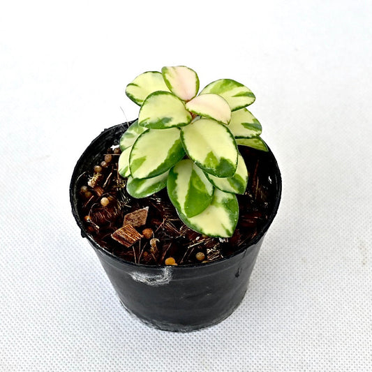 Hoya mathilde variegated