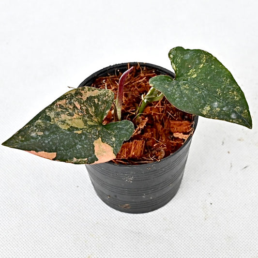 Syngonium red arrow variegated