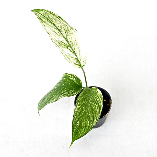 Scindapsus curranii 'vangie go'