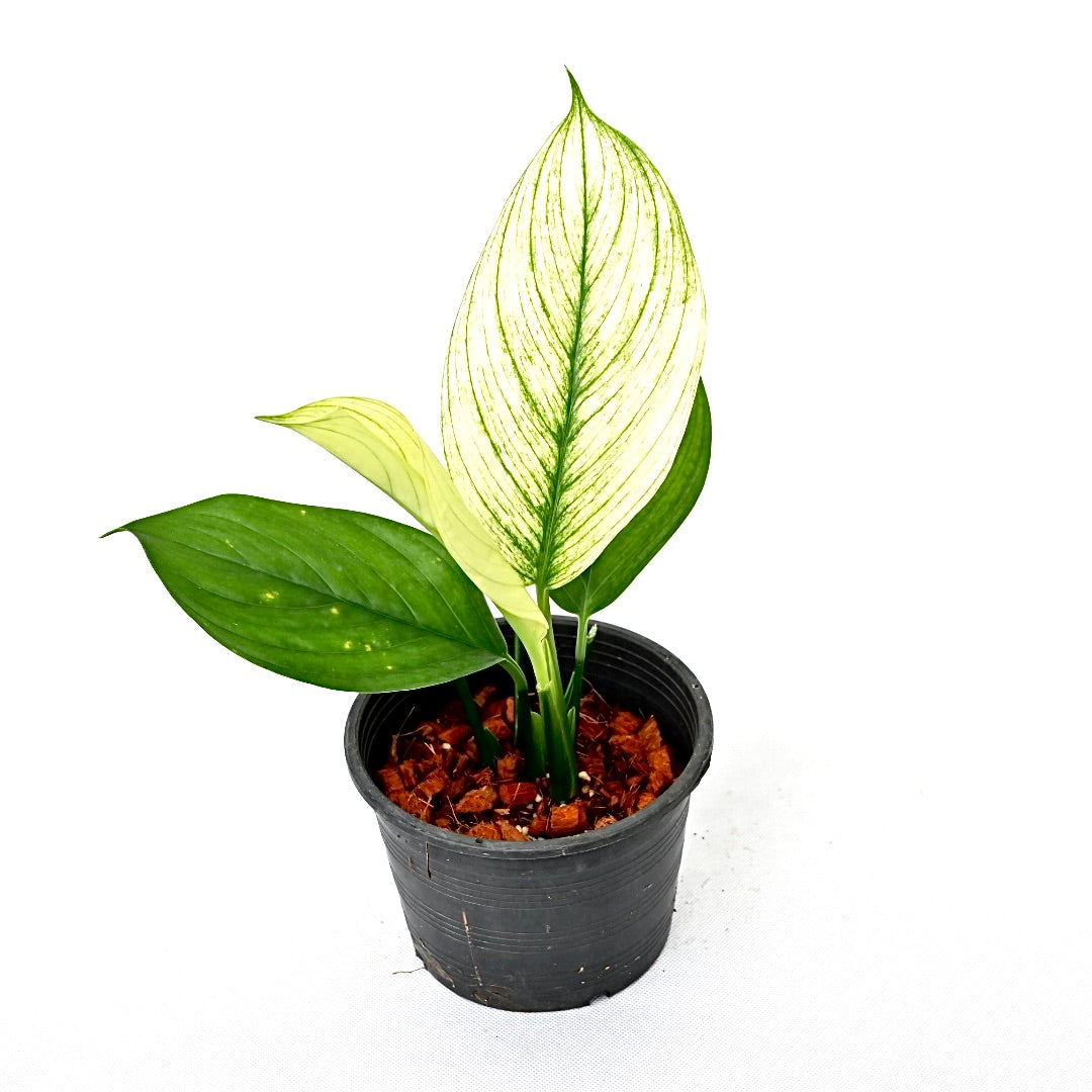 Scindapsus longistipitatus (mint)