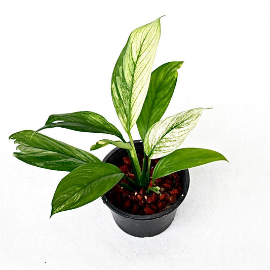 Scindapsus parakensis variegated (marble)