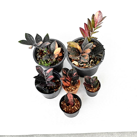 Zamioculcas zamiifolia Raven Pink variegated