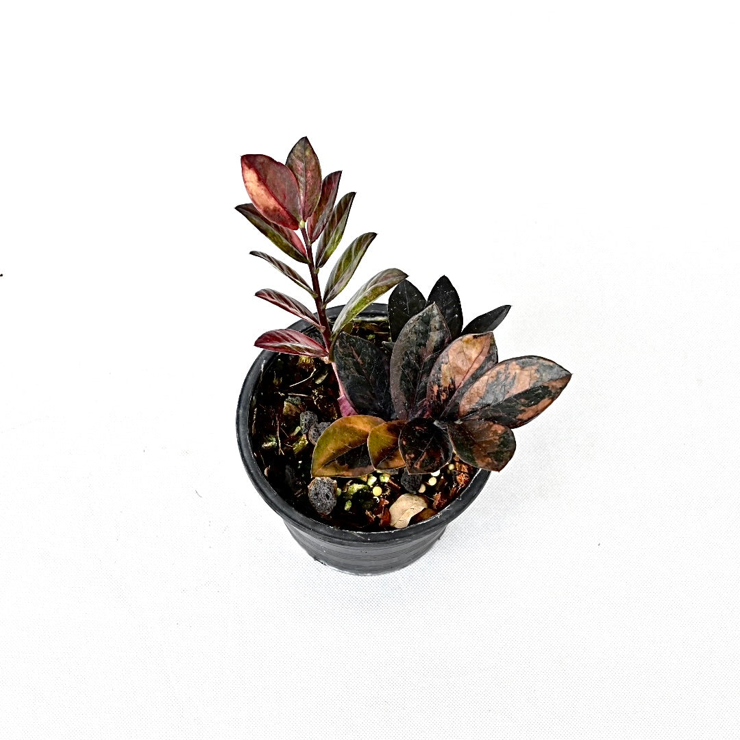 Zamioculcas zamiifolia Raven Pink variegated (XL)