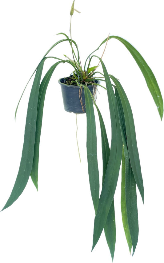 Anthurium vitrarifolium