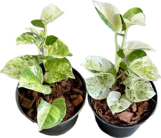 Epipremnum pothos global japanese