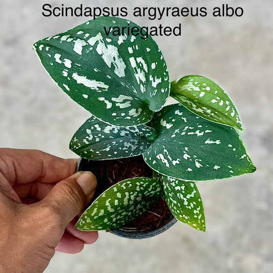 Scindapsus argyraeus albo variegated