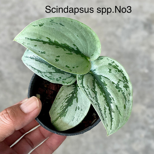 Scindapsus sp. No.3 (Plant collection)