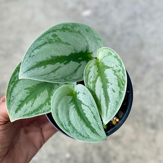 Scindapsus sp. No.4 (Plant collection)