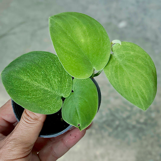Scindapsus jade satin solden mint