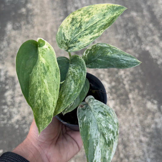 Scindapsus jade satin marble variegated