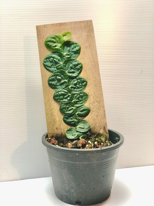 Rhaphidophora celatocaulis