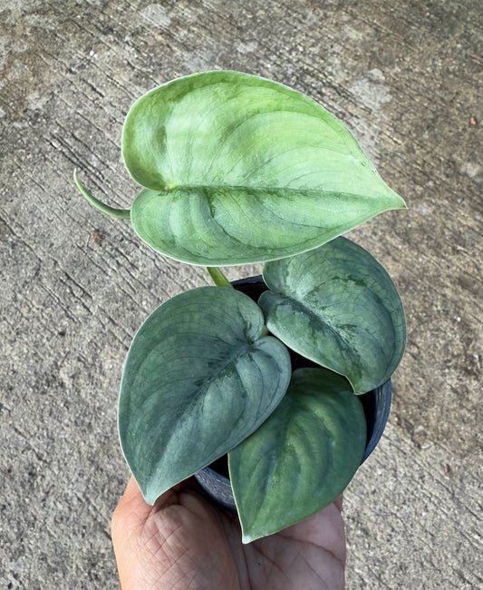 Scindapsus sp. No.6 Silver