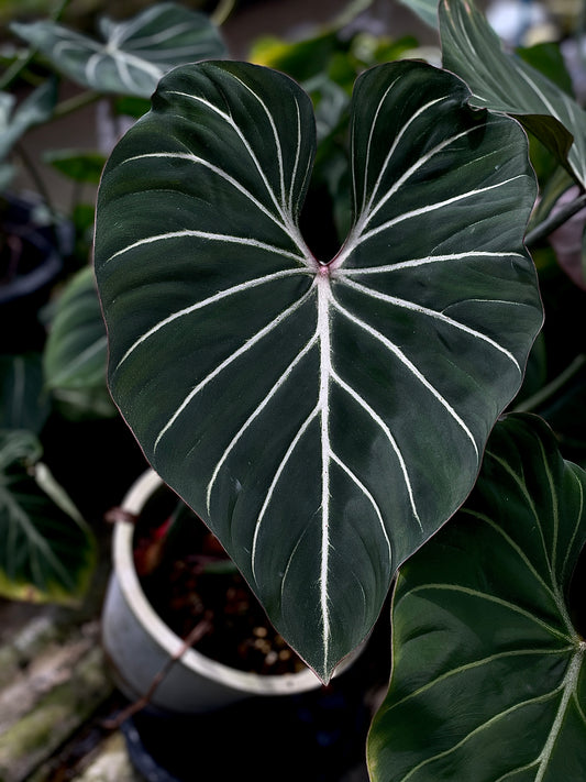 Philodendron gloriosum dark form (round petiole)