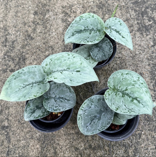 Scindapsus sp. No.7