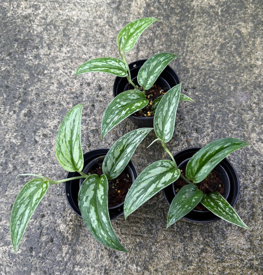 Scindapsus Tombak