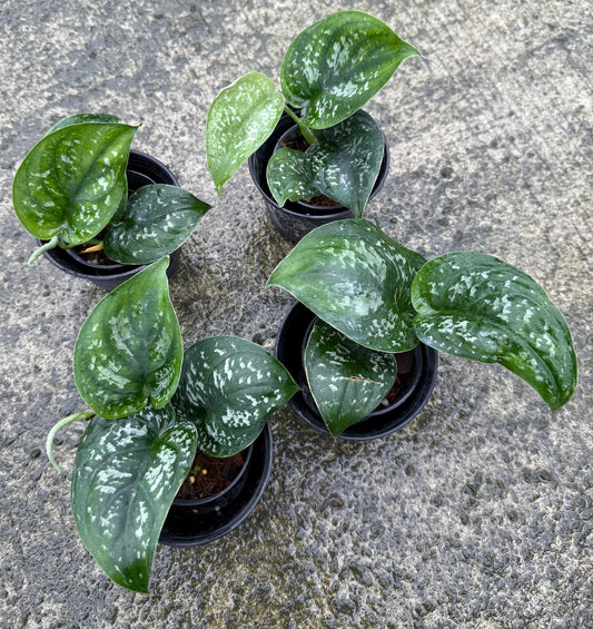 Scindapsus sp. No.8 Dark splash (Kalimantan)