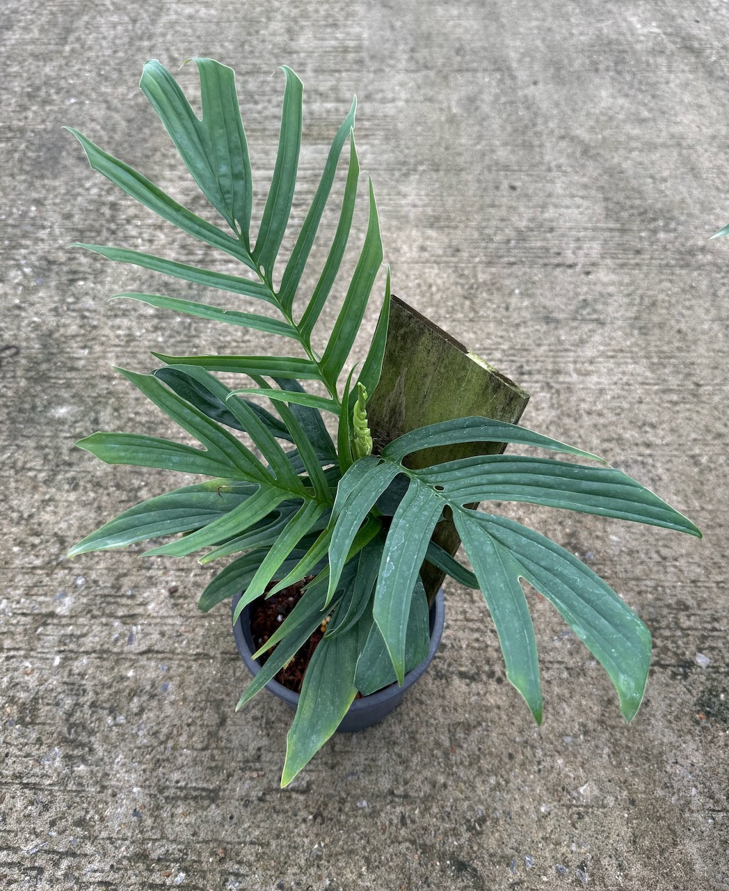 Rhaphidophora tenue (mature form)