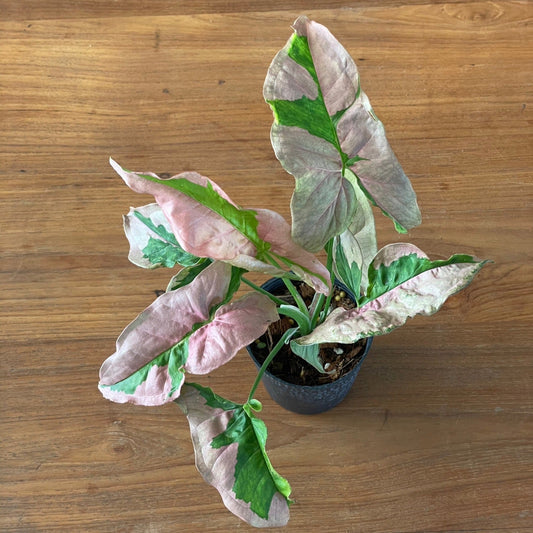 Syngonium pink lava