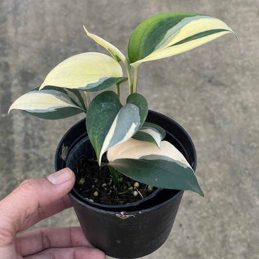 Scindapsus blue albo