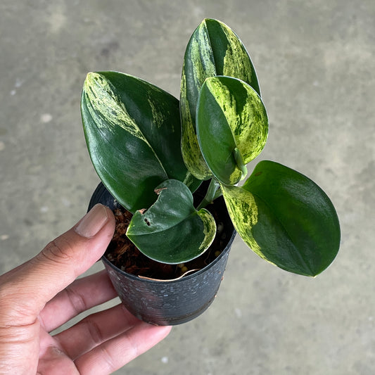 Scindapsus treubii dark variegated