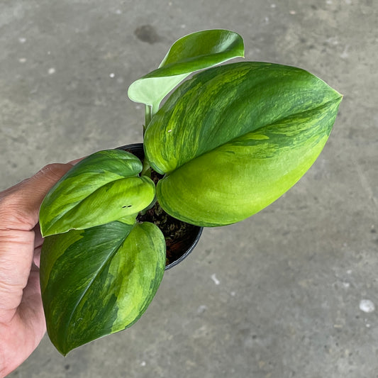 Scindapsus treubii moonlight green on green variegated