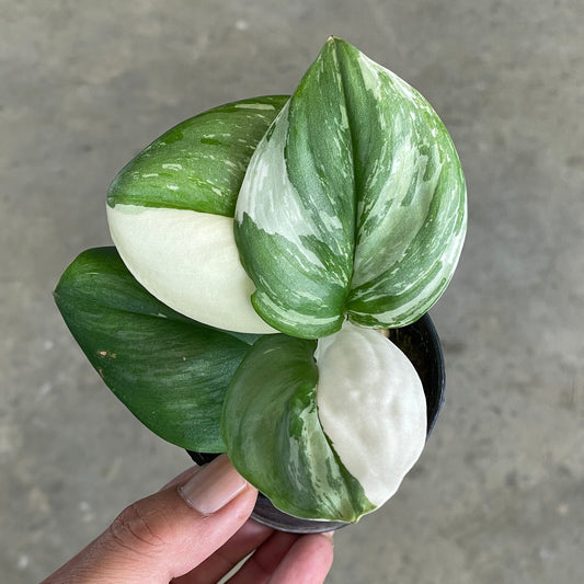 Scindapsus treubii moonlight albo variegated