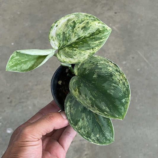 Scindapsus exotica Hologram