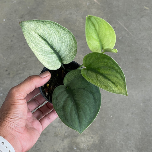 Scindapsus exotica mint variegated