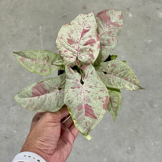 Syngonium milk confetti