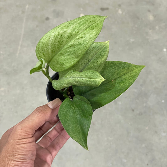 Scindapsus treubii moonlight mint