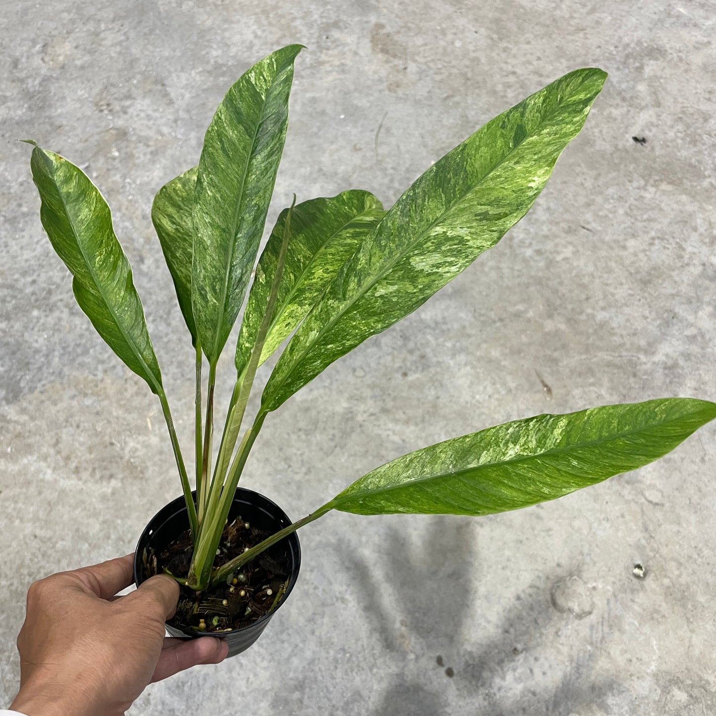Rhaphidophora megasperma variegated