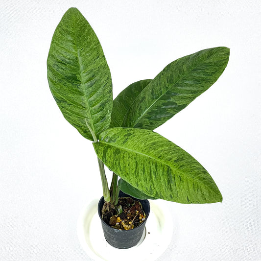 Rhaphidophora foraminifera mint variegated