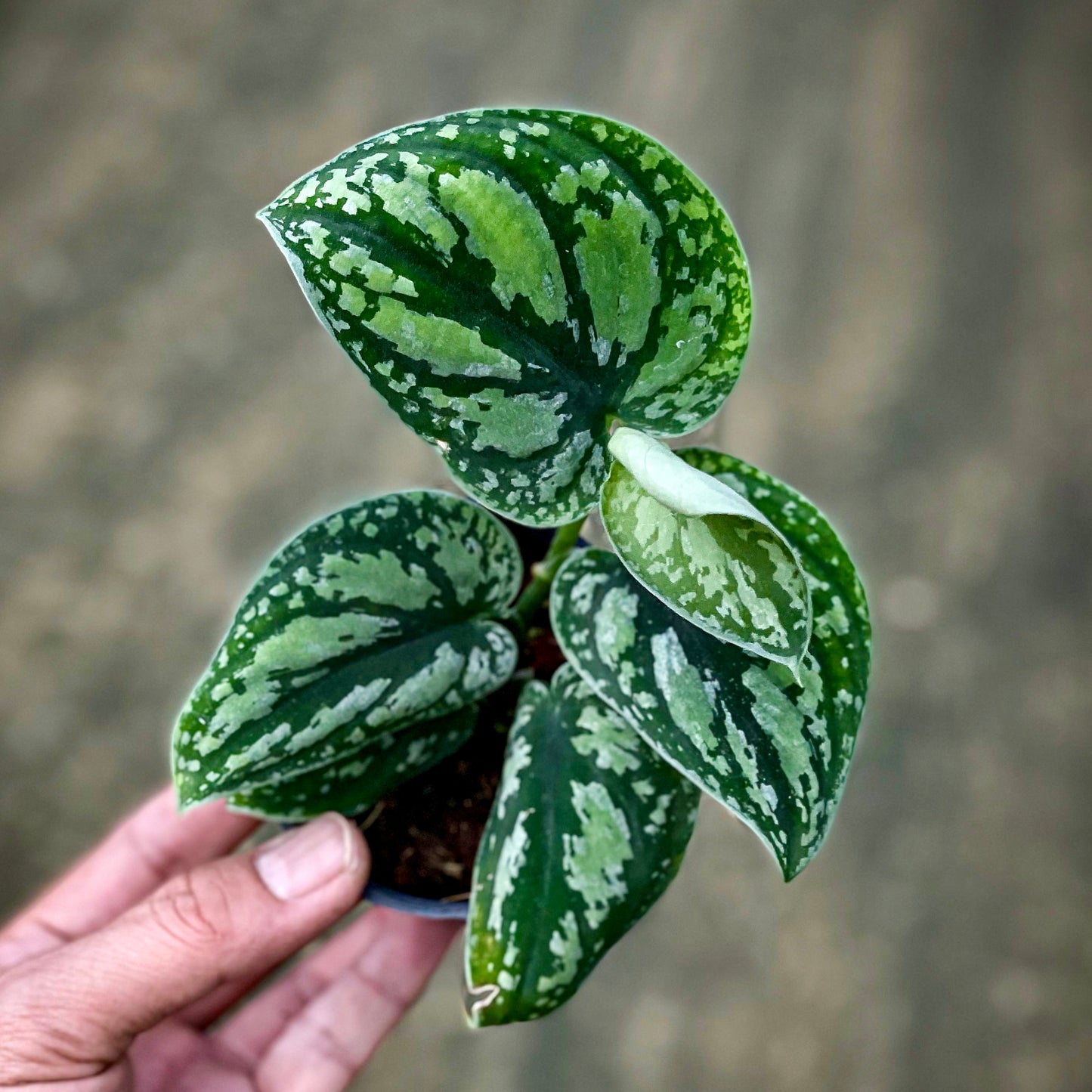 Scindapsus sp. No.1 (Borneo)