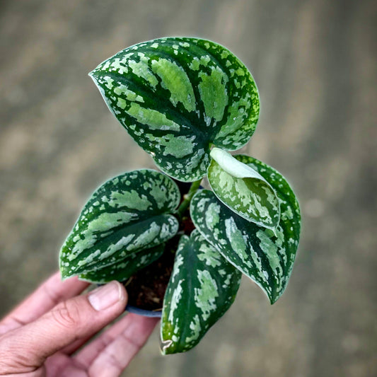 Scindapsus sp. No.1 (Borneo)
