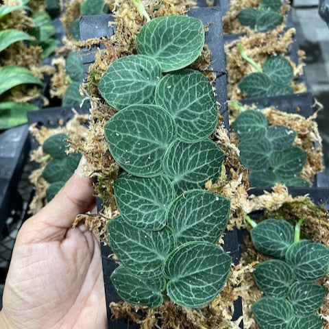 Rhaphidophora cryptantha