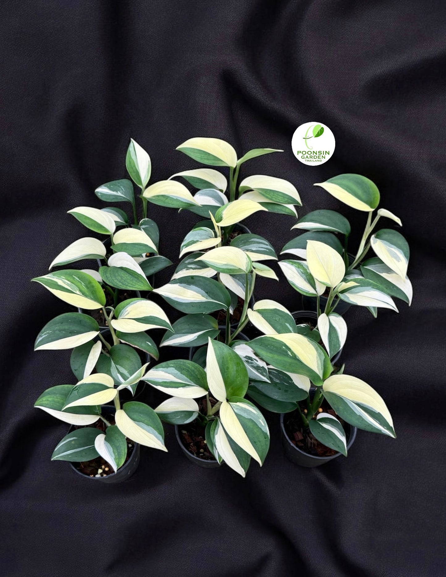 Scindapsus blue albo (Set 0f 10 Plants)