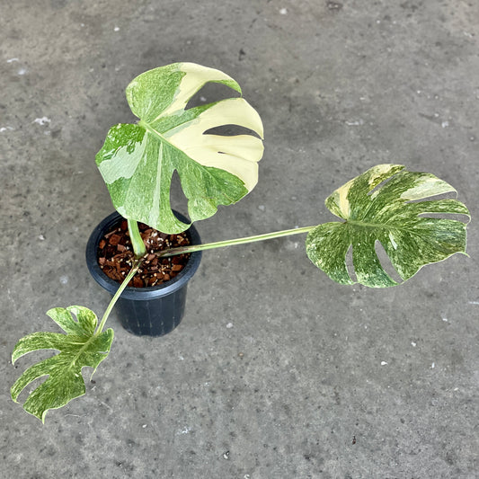 Monstera deliciosa legacy