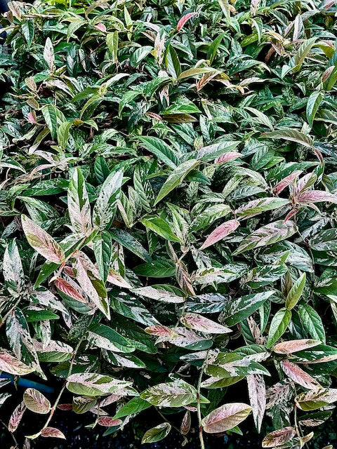 Ficus sp. variegated (No.24)