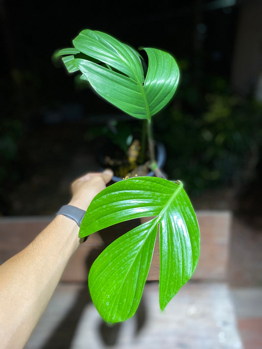 Rhaphidophora decursiva