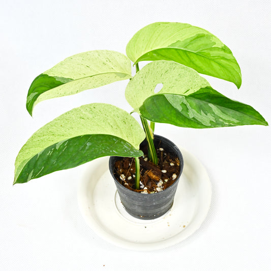 Monstera laniata variegated