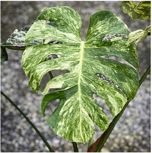 Monstera ocean mint variegated (3-4 leaves)